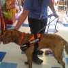 Second Fear Period with a Blind Puppy Radar at Wags & Whiskers.