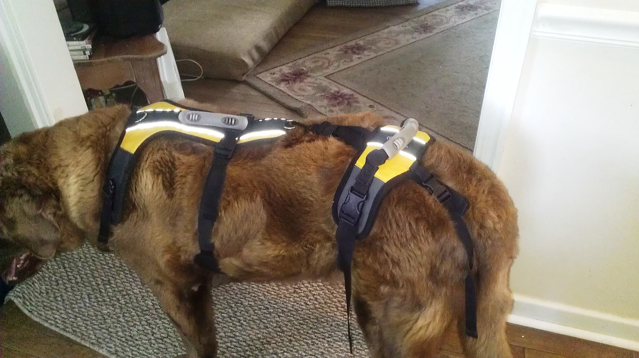 Disabled discount dog harness