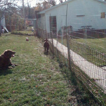 Anxiety or Aggression??? Louie Pacing