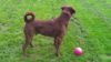Anxiety – Louisiana Louie’s Story Louie "on guard"