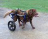 Suggested Equipment for Disabled Dogs dog wheelchair