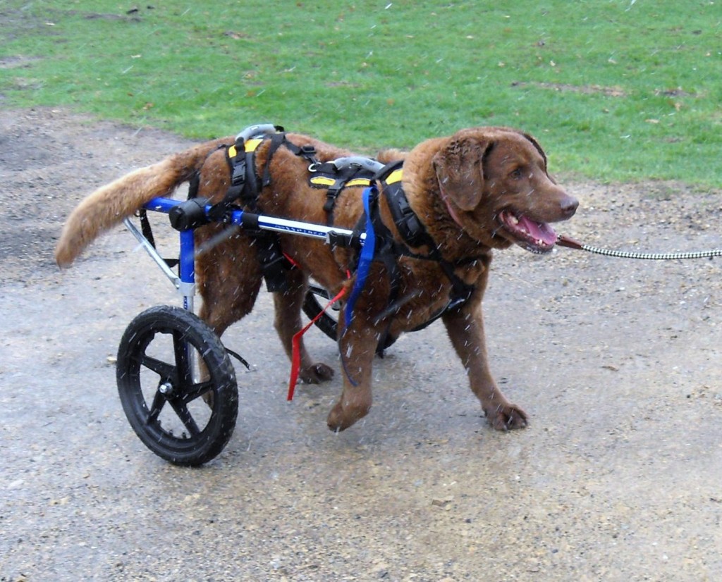 Suggested Equipment for Disabled Dogs Life with Special Needs Dogs