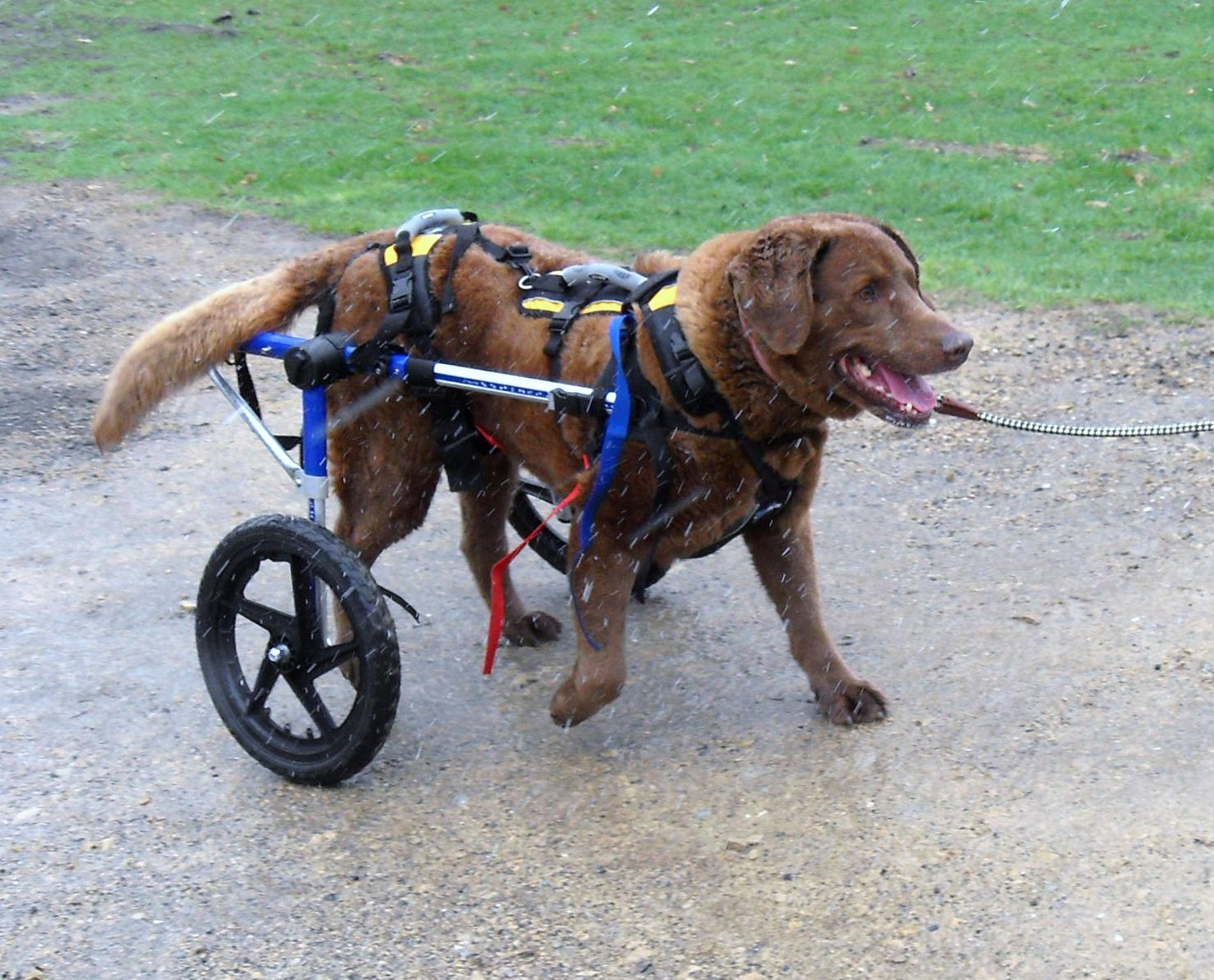 Handicapped sales dog accessories