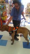 Second Fear Period with a Blind Puppy Radar at Wags & Whiskers.