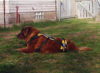 The Magic of Pumpkin Lula relaxing in yard.