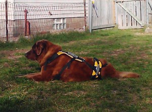 Lula relaxing in yard.