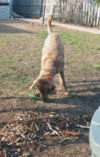 Nosework for Blind Dogs Radar finding Kong Stix.
