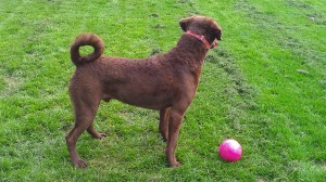 A curled tail indicates anxiety in Louie. It is important to learn a fearful dog's body language so you can quickly assess their stress level.