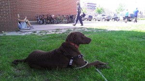 Louie sitting a safe distance from the WI State High School Track meet with lots of bikes, whistles and triggers. It is important to keep fearful dogs a safe distance from their stressor and then make it FUN with treats or toys or both!