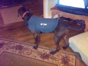 Louie wearing his Thundershirt. Thundershirts can really help fearful dogs during thunderstorms or other known stressors.