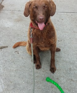 Yukon waiting to be released from his sit/stay.