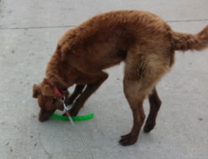 Yukon doing a leash retrieve.