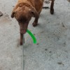 Leash Anxiety Yukon bringing his Kong Stix back to me on a leash retrieve.
