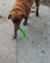 Leash Anxiety Yukon bringing his Kong Stix back to me on a leash retrieve.