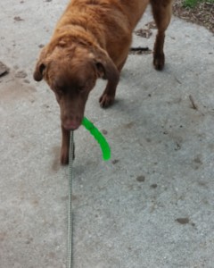 Yukon bringing his Kong Stix back to me on a leash retrieve.