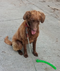 Yukon focused on his Kong Stix in a Sit/Stay.