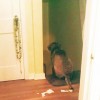 Basic Commands for a Blind Puppy RadarSittingTopStair