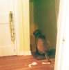 Basic Commands for a Blind Puppy RadarSittingTopStair