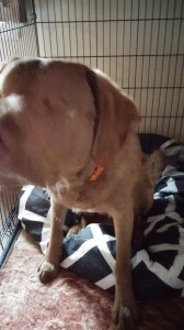 Radar waiting in his crate for his departure treat. Note the drool bubble!