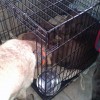 Learning to Love the Crate This not encouraged but it often happens. In fact Louie will often grab his door with his teeth and close it so Radar cannot join him inside! Louie will also close his crate when he leaves to make sure Radar does not go in there to nap.