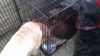 Learning to Love the Crate This not encouraged but it often happens. In fact Louie will often grab his door with his teeth and close it so Radar cannot join him inside! Louie will also close his crate when he leaves to make sure Radar does not go in there to nap.