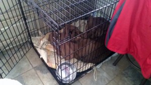 Louie will often crawl into a crate for nap. This happens to be his crate but he uses all of the crates for napping.