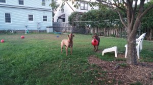 Barking at Garage