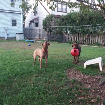 Impact of a New Roof on a Blind Dog’s Sense of Smell and Space Barking at Garage