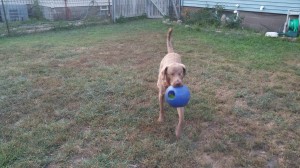 Playing fetch with his favorite ball is a good distraction/confidence builder.