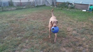 Blind dog playing fetch