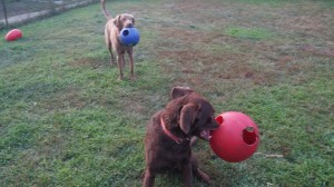 Yukon & Radar Playing Fetch