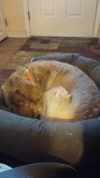 Impact of Stress on Dogs RadarSleepingBed