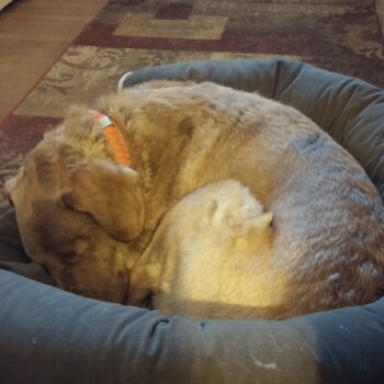 Feb 1-3, 2016 Seizures and Anaplasmosis RadarSleepingBed