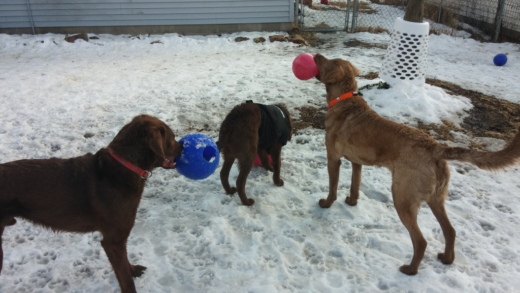 Radar, Louie and Yukon playing in front of the "tree bell"