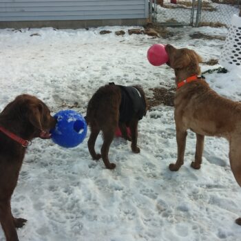 Pesky Poles and Posts for Blind Dogs Radar, Louie and Yukon playing in front of the "tree bell"