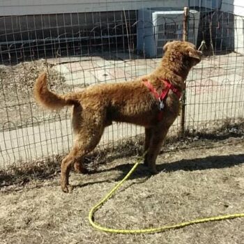 Bringing Home a New Dog (Puppy) – What do I do now? ALWAYS keep on a leash, even outside