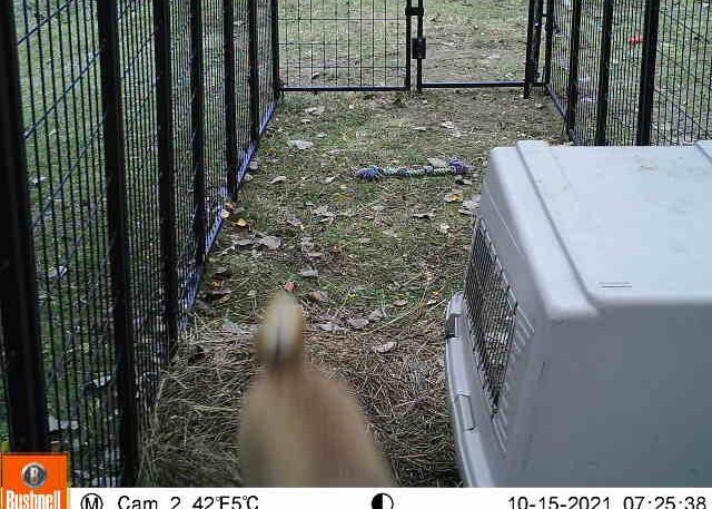 7:25am Shiba has entered the trap and approaching breakfast and the door triggering device. Note the door is still open.