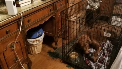 Hat Creek Dog Training - Hour one of the straw in crate experiment