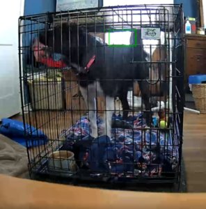 Image of a black and white dog with a red collar in a black wire crate while he experiences crate training to treat his separation anxiety.