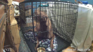 Image of a brown dog experiencing a separation anxiety from a WiFi camera view as he begins crate training.