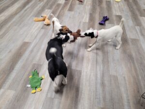Puppy Play Time is a super important part of Puppy Training and socialization