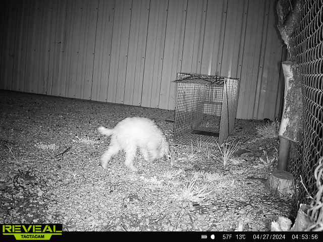 Piper eating at Lappin trap 04/27/24 4:53am