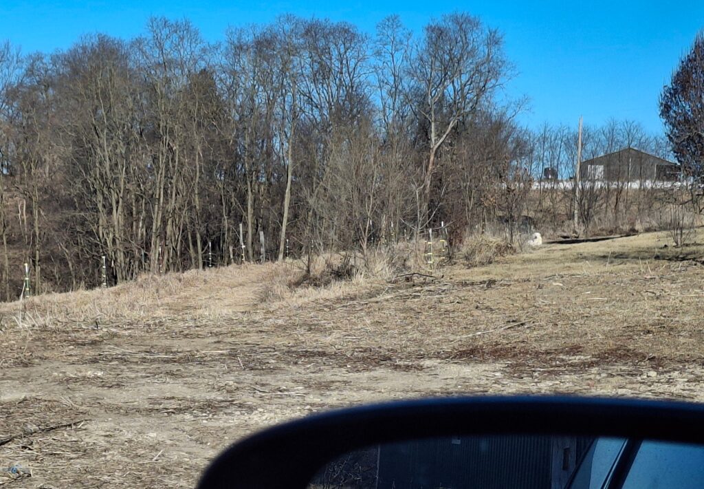 Sheila lying in the area where she roamed for over a year with no one able to catch her. It took us over 6 months to catch her as she would not enter a trap or enclosure.