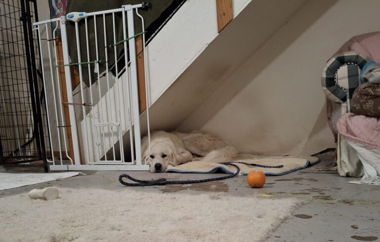 First Days at home after being a lost Dog – decompression Time