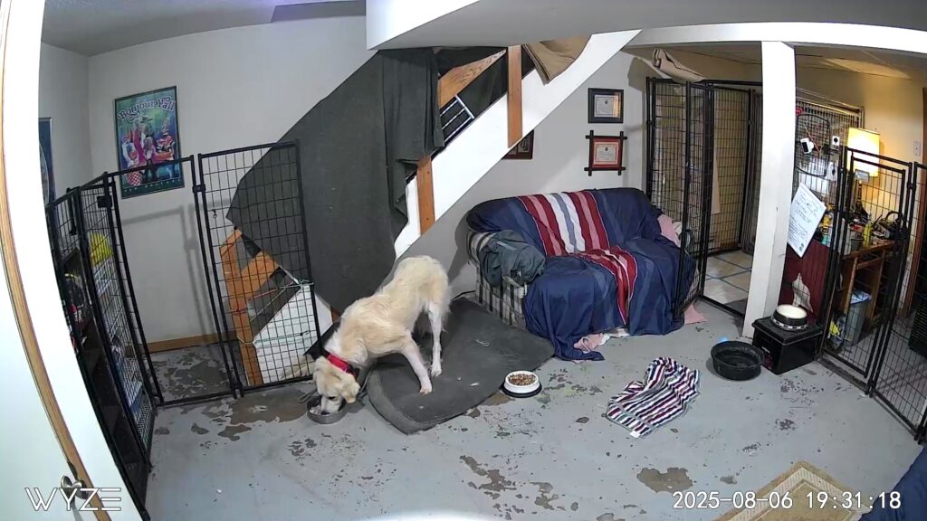 Dog in Safe Place with food, water, quiet and monitored by a camera