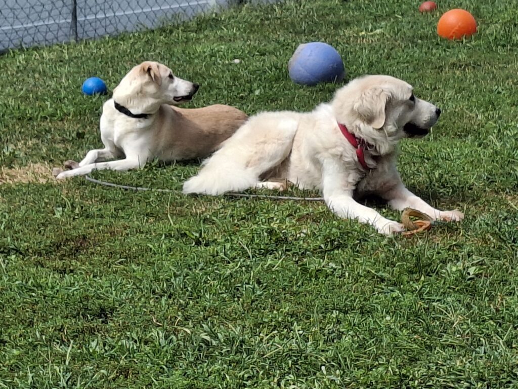 Dogs lying in yard with the one dog dragging a leash