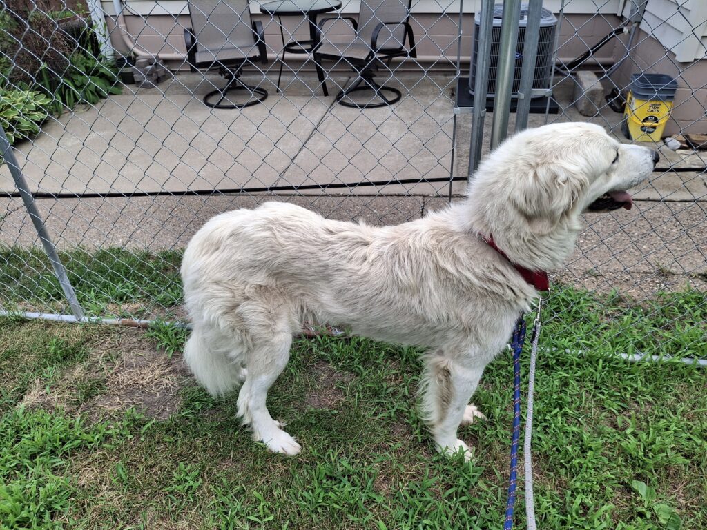 Dog outside in fenced yard with double leash held by person