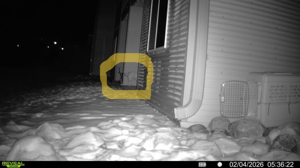 Loulou's hind end as she either follows scent of dog that lives there or food or both.