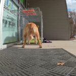 Loulou approaching entrance of the Office Trap
