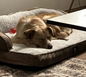 Loulou sleeping soundly on her bed at home.